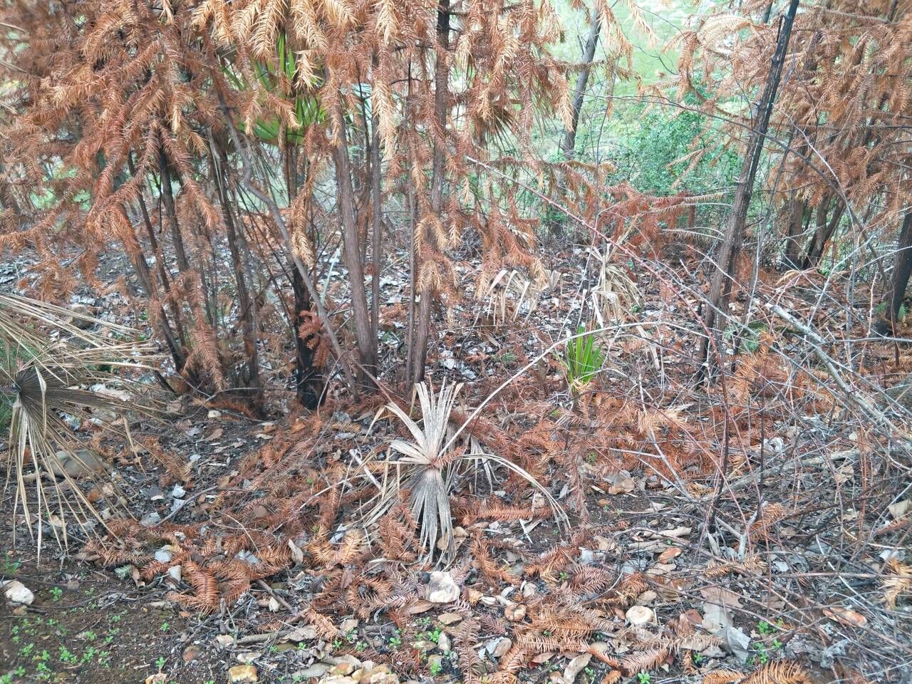 沙树林油炸背里1