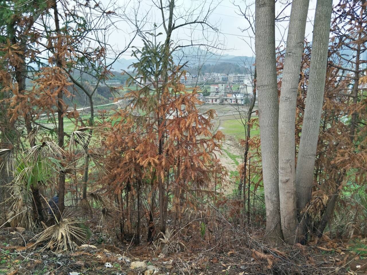 沙树林油炸背里2