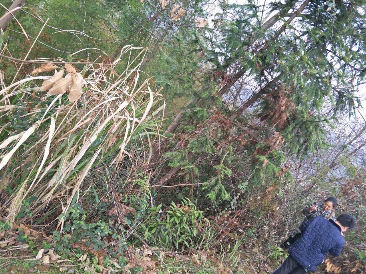 沙树林油炸背里2.5